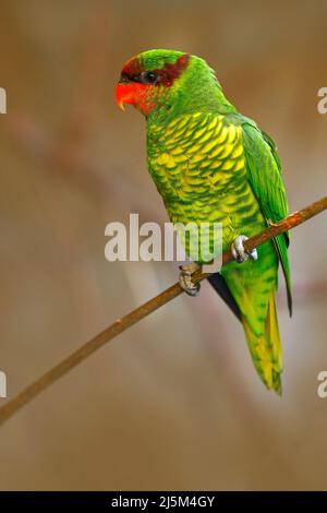 Mindanao lorikeet oder Mount Apo lorikeet, Trichoglossus johnstoniae, grüner und roter Papagei im Ast, klarer brauner Waldhintergrund, Vogel im Ast Stockfoto