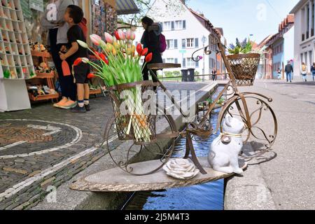 Freiburg, Deutschland - April 2022: Dekoratives Fahrrad mit Tulpenblüten über dem Bach Bächle, der durch die Innenstadt führt Stockfoto