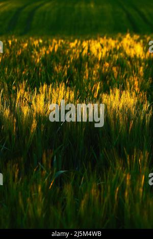 Feld mit Getreide. Sonnenuntergang und Maisfeld Gerste. Weizenfeld am Abend. Weizenfeld auf dem Hintergrund der untergehenden Sonne. Gerstenfeld bei Sonnenuntergang Stockfoto