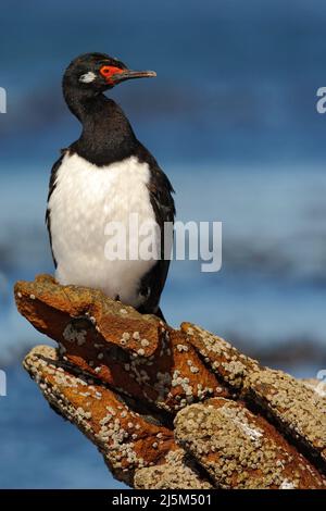 Vogel mit Meer. Seevögel im natürlichen Lebensraum. Rock Shag, Phalacrocorax magellanicus, schwarz-weißes Kormoran mit rotem Schnabel, der auf dem Stein sitzt, Fal Stockfoto