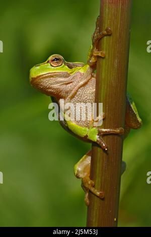 Schöner grüner Amphibienfrosch, Hyla arborea, sitzt auf Gras mit klarem grünen Hintergrund. Schöne Amphibien in der Natur Wasser Gras hab Stockfoto