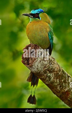 Blau-gekrönte Motmot, Momotus momota, Porträt von schönen großen Vogel wilde Natur, schöne farbige Wald Hintergrund, Kunstansicht, Panama. Schöner großer Vogel, Blau Stockfoto