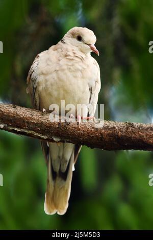 Eurasische Kragentaube, Streptopelia decaocto, Vogel auf dem Ast. Taube im Wald. Taube in der Natur Lebensraum. Taube sitzt auf dem Ast Stockfoto