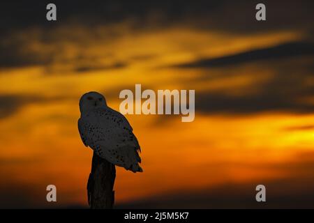 Schöner Sonnenuntergang Himmel mit Eule. Schneeeule, Nyctea scandiaca, seltener Vogel, der auf dem Baumstamm sitzt. Orangefarbener Himmel mit Eule am Abend. Szene am frühen Morgen, bef Stockfoto