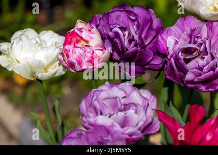 Schöne Darstellung von Tulpen Stockfoto