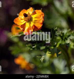 Geum ‘Totally Tangerine’ Stockfoto