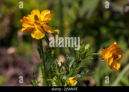 Geum ‘Totally Tangerine’ Stockfoto