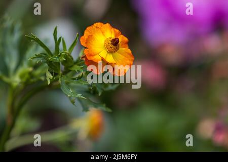 Geum ‘Totally Tangerine’ Stockfoto