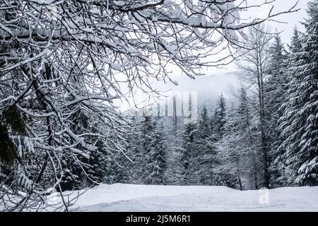 Schneeszene mit schneebedeckten immergrünen Bäumen in BC, Kanada Stockfoto