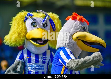 Brighton, Großbritannien. 24. April 2022. Brighton's Maskottchen Sally und Gully vor dem Premier League-Spiel zwischen Brighton & Hove Albion und Southampton beim Amex am 24. 2022. April in Brighton, England. (Foto von Jeff Mood/phcimages.com) Quelle: PHC Images/Alamy Live News Stockfoto