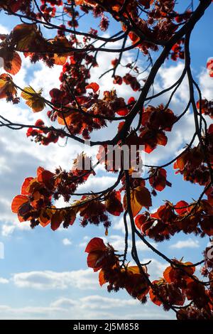 Kupferbuche, Fagus sylvatica für Purpurea Stockfoto