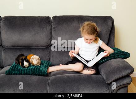 6-jähriges Mädchen, das zu Hause ein Buch vor echten Versuchskaninchen liest und dabei Lese- und Vertrauenskonzept übt. Stockfoto