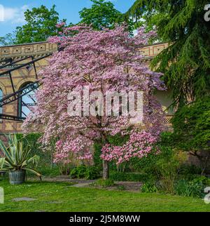 Rosafarbene Blüten auf einem Dogwood-Baum im Botanischen Garten Karlsruhe. Deutschland, Baden Württemberg, Europa Stockfoto