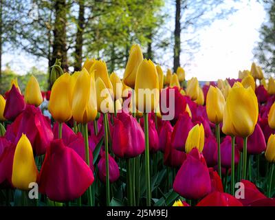 tulpe, jonquille, jacinthe, Fleur de printemps a keukenhof, Frühlingsblume in keukenhof Stockfoto