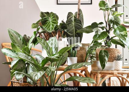 Urbaner Dschungel. Verschiedene tropische Zimmerpflanzen wie Philodendron oder Chinese Evergreen in Korbblumentöpfen auf Holztischen Stockfoto