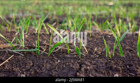 Gerstensprossen keimen aus dem Boden auf dem Feld. Reihe von gekeimtem Getreide, Blätter von landwirtschaftlichen Pflanzen Stockfoto