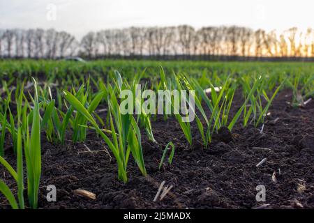 Junge Sprossen aus keimendem Weizenkorn oder Gerste. Reihen von gekeimtem Korn auf dem Feld Stockfoto