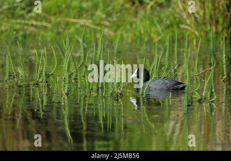 Gewöhnlicher Wasservogel. Grünwasser Lebensraum Hintergrund. Vogel: Eurasischer Russ. Fulica atra. Stockfoto