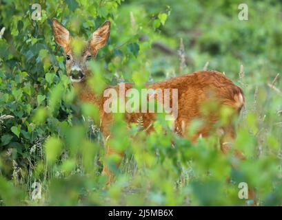 Junger Rogen versteckt sich in einem grünen Birkenbusch Stockfoto