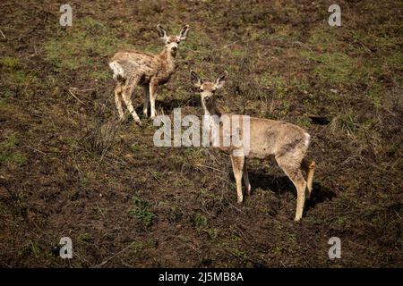 Zwei Mule-Hirsche in Idaho Stockfoto