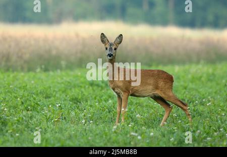 Überraschendes Reh, Capreolus capreolus, Rehkitz, der von vorne auf der Wiese mit Kopierraum in die Kamera schaute. Alert Wildtier mit orange und braun f Stockfoto