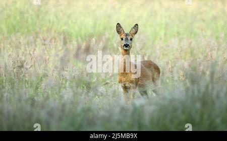 Überraschendes Reh, Capreolus capreolus, Rehkitz, der von vorne auf der Wiese mit Kopierraum in die Kamera schaute. Alert Wildtier mit orange und braun f Stockfoto