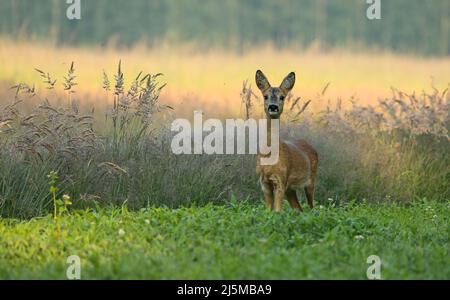 Überraschendes Reh, Capreolus capreolus, Rehkitz, der von vorne auf der Wiese mit Kopierraum in die Kamera schaute. Alert Wildtier mit orange und braun f Stockfoto