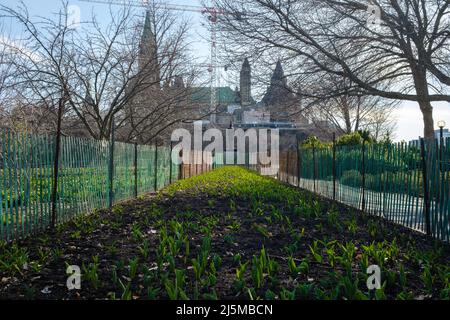 Ottawa, Ontario, Kanada - 22. April 2022: Tulpen wachsen in umzäunten Gärten von Major's Hill Park im Monat vor dem Canadian Tulip Festival 2022. Stockfoto