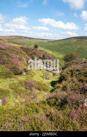 Großbritannien, England, Devonshire, Dartmoor. Uralte Zinnbergbaukanäle oder Gerten zeigen das Granitgestein. Stockfoto