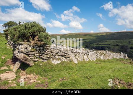 Großbritannien, England, Devonshire, Dartmoor. Alte Steinmauer auf Challacombe Farm Land Stockfoto