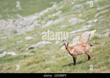 Pyrenäen-Gämsen (Rupicapra pyrenaica) auf Grashang. Naturpark Capçaleres del Ter i del Freser. Katalonien. Spanien. Stockfoto