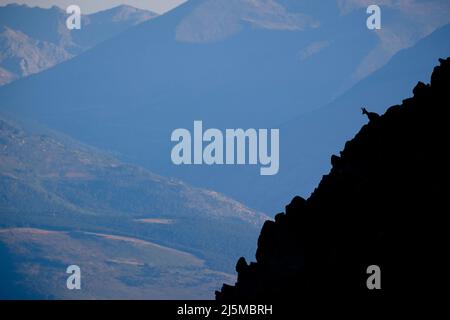 Eine weibliche Pyrenäen-Gämse (Rupicapra pyrenaica), die von einem felsigen Bergrücken aus blickt. Katalonien. Spanien. Stockfoto