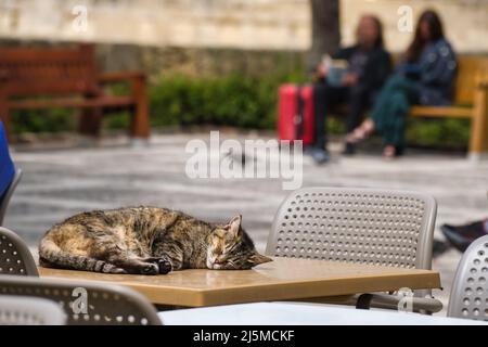 Nahaufnahme einer sehr entspannten maltesischen Katze Stockfoto