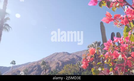 Palmen, Kakteen, Bougainvillea rote Blumen blühen oder blühen, Berge oder Hügel im sonnigen Palm Springs in der Nähe von Los Angeles, California Valley Nature, USA. Trockenheit Trockenklima Pflanzen, Wüstenoase Flora. Stockfoto