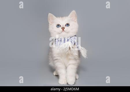 Kleines schottisches Kätzchen in einem Schal auf grauem Hintergrund Stockfoto