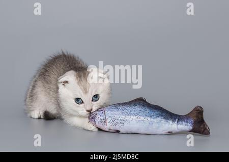 Kleines Schottisches Kätzchen und Fischspielzeug auf grauem Hintergrund Stockfoto