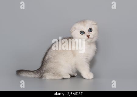 Kleines, faltes schottisches Kätzchen auf grauem Hintergrund Stockfoto