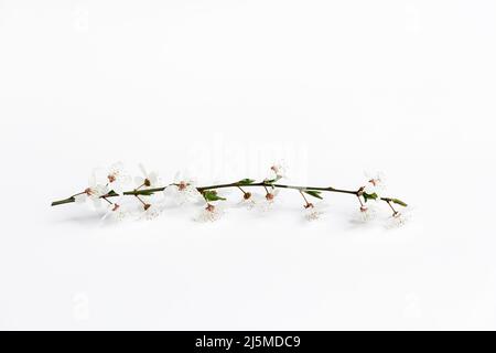 Erstaunliche Frühlingsblumenblüte. Kirschbaum-Zweig mit schönen weißen Blüten auf weißem Hintergrund. Weichfokus, Kopierbereich. Stockfoto