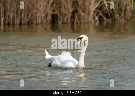 Ein stummer Schwan (Cygnus olor), der an einem Frühlingstag im April im Alten Alresford Teich schwimmt, mit Schilf im Hintergrund. New Alresford, Hampshire, England Stockfoto