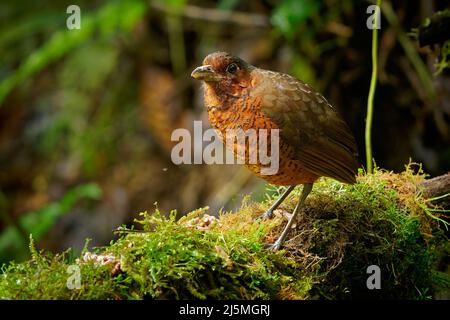 Riesen-Antpitta - Grallaria gigantea Sitzvogelarten aus der Familie der Antpitta Grallariidae, selten und rätselhaft, nur aus Kolumbien und Ecuador bekannt, c Stockfoto