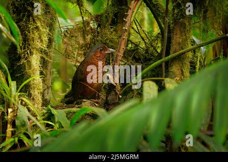 Riesen-Antpitta - Grallaria gigantea Sitzvogelarten aus der Familie der Antpitta Grallariidae, selten und rätselhaft, nur aus Kolumbien und Ecuador bekannt, c Stockfoto