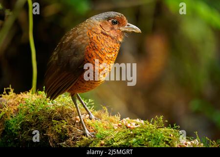 Riesen-Antpitta - Grallaria gigantea Sitzvogelarten aus der Familie der Antpitta Grallariidae, selten und rätselhaft, nur aus Kolumbien und Ecuador bekannt, c Stockfoto