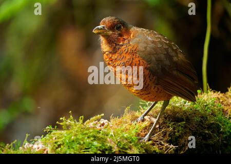 Riesen-Antpitta - Grallaria gigantea Sitzvogelarten aus der Familie der Antpitta Grallariidae, selten und rätselhaft, nur aus Kolumbien und Ecuador bekannt, c Stockfoto