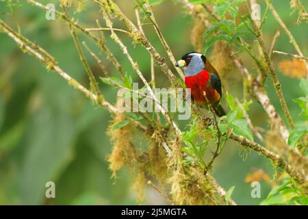 Toucan Barbet - Semnornis ramphastinus Vogel aus Ecuador und Kolumbien, Semnornithidae, eng verwandt mit den Tukanen, robuster gelber Schnabel, schwarz Stockfoto