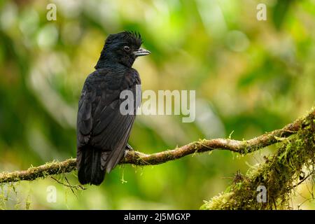 Langwattelte Umbrellabird - Cephalopterus penduliger, Cotingidae, spanische Namen umfassen Pajaro bolson, Pajaro toro, Dungali und vaca del monte, selten b Stockfoto