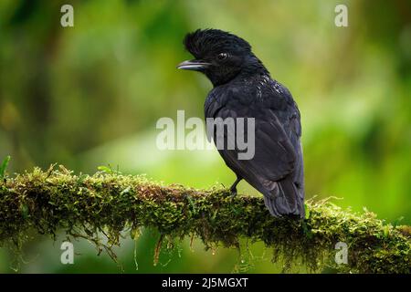 Langwattelte Umbrellabird - Cephalopterus penduliger, Cotingidae, spanische Namen umfassen Pajaro bolson, Pajaro toro, Dungali und vaca del monte, selten b Stockfoto