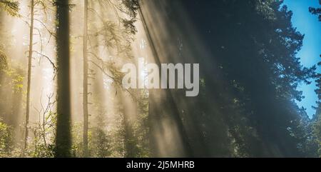 Sonnenstrahlen Kommen Durch Äste Des Alten Waldes. Neblig California Coastal Redwood Forest Panoramic. Crescent City, CA Vereinigte Staaten von Amerika. Stockfoto