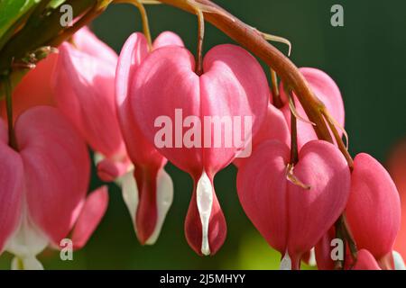 Eine extreme Nahaufnahme von perlenden, rosa blutenden Herzen (Dicentra spectabilis) blüht im Frühjahr in einem New England Garten Stockfoto