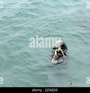 Eine männliche Kegelrobbe (Halichoerus grypus atlanttica), die im Wasser von Chatham Harbour am Chatham Fish Pier, Cape Cod, Massachusetts, einen Hundefisch frisst Stockfoto