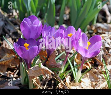 Ein Haufen lilafarbener niederländischer Krokusse (Crocus vernus), die kurz vor dem Frühling aus einem Laubbett in einem Garten im Hinterhof von New England hervorgehen Stockfoto